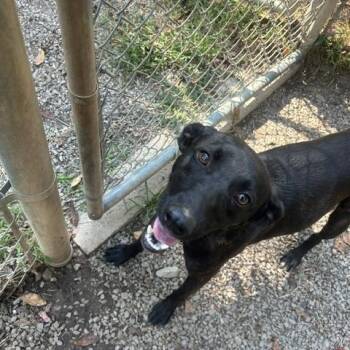 Scout -  Mountain Cur and Mixed Breed Dog for Adoption in Marble, North Carolina - Scout | PetCurious