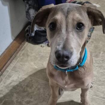 Paige -  Labrador Retriever and Weimaraner Dog for Adoption in Alma, Wisconsin - Paige | PetCurious