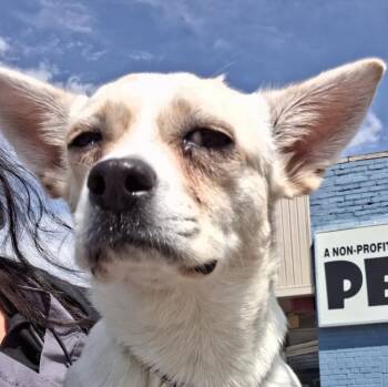 Terrier Dogs Available for Adoption in Parma, Ohio - Blanche | PetCurious