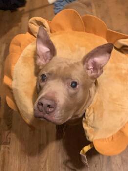 Rescue Pit Bull Terrier Dogs for Adoption in Roswell, Georgia - Gracie Lou | PetCurious
