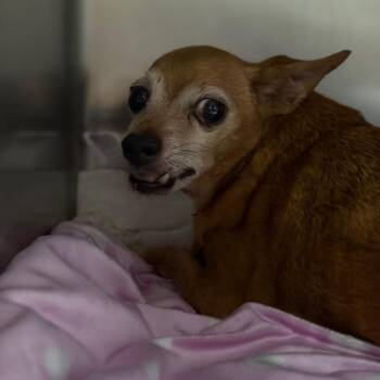 Humphrey -  Chihuahua Dog for Adoption in Fort Smith, Arkansas - Humphrey | PetCurious