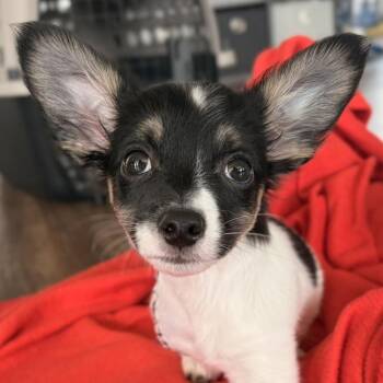 Rat Terrier Dogs Available for Adoption in Jefferson, Wisconsin - Dante | PetCurious