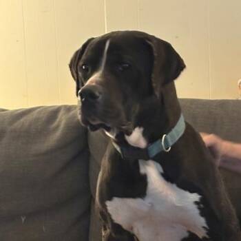 American Staffordshire Terrier and Pit Bull Terrier Dogs Available for Adoption in Corsicana, Texas - Grace Kelly | PetCurious