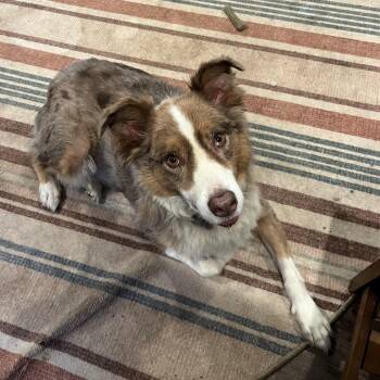 Logan -  Australian Shepherd Dog for Adoption in Rockville, Maryland - Logan | PetCurious