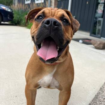 Wing Ding -  English Bulldog and Mastiff Dog for Adoption in Chicago, Illinois - Wing Ding | PetCurious