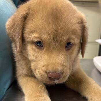 Grilled Porkchop -  Mixed Breed Dog for Adoption in Columbiana, Alabama - Grilled Porkchop | PetCurious
