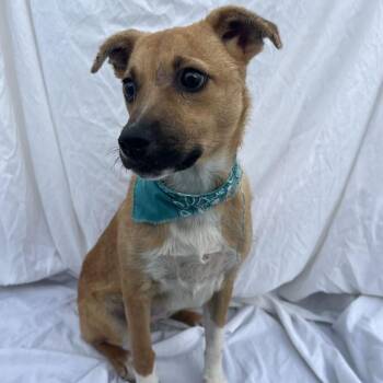 Mila -  Mixed Breed Dog for Adoption in Canal Winchester, Ohio - Mila | PetCurious