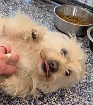 Ditto -  Terrier Dog for Adoption in Warren, Michigan - Ditto | PetCurious