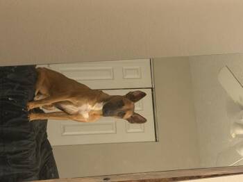 Phoenix -  Belgian Shepherd Malinois Dog for Adoption in Parrish, Florida - Phoenix | PetCurious