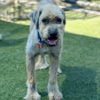 Domino A2290608 -  Terrier and Mixed Breed Dog for Adoption in Los Angeles, California - Domino A2290608 | PetCurious