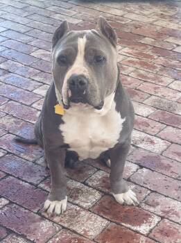 Pit Bull Terrier Dogs Available for Adoption - Peaches  | PetCurious