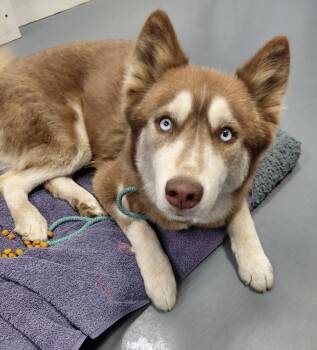 Kita -  Siberian Husky Dog for Adoption in South Bend, Indiana - Kita | PetCurious