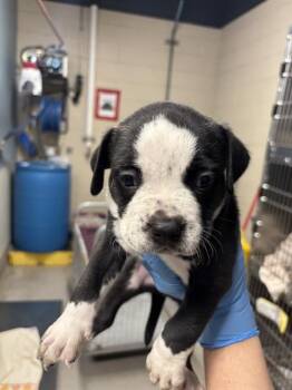 Rescue Pit Bull Terrier Dogs for Adoption in Modesto, California - A603335 | PetCurious