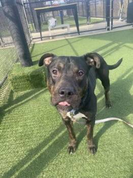 Pit Bull Terrier and Mixed Breed Dogs Available for Adoption in Kansas City, Missouri - Taurus | PetCurious