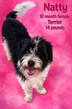 Terrier Dogs Available for Adoption - NATTY  – 2 YEARS OLD FEMALE TERRIER  | PetCurious
