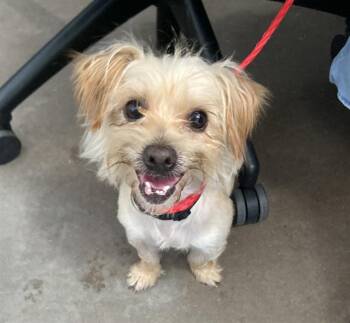 SCRAPPY -  Mixed Breed Dog for Adoption in Dallas, Texas - SCRAPPY | PetCurious