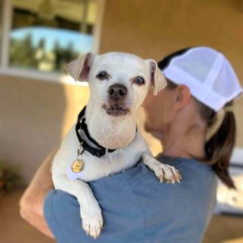 Rescue Chihuahua Dogs for Adoption in Ramona, California - Maks | PetCurious