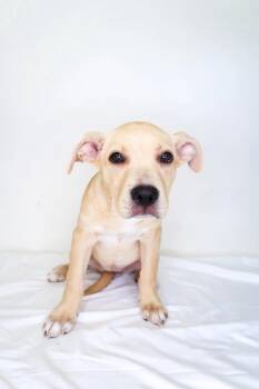 Rescue Pit Bull Terrier Dogs for Adoption in Bixby, Oklahoma - Challah | PetCurious