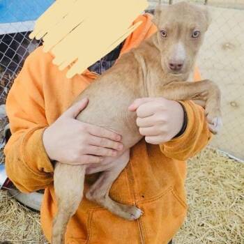 Labrador Retriever Dogs Available for Adoption - Elsa | PetCurious