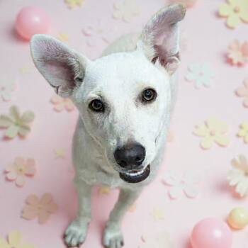Husky and Australian Kelpie Dogs Available for Adoption in San Antonio, Texas - Trudy | PetCurious