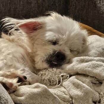 Milo -  Terrier and Mixed Breed Dog for Adoption in Potomac, Maryland - Milo | PetCurious
