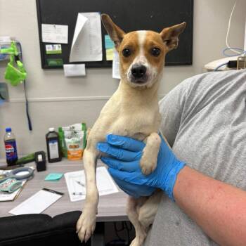 Mixed Breed Dogs Available for Adoption in Columbiana, Alabama - Missy | PetCurious