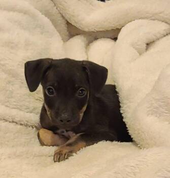 Mixed Breed Dogs Available for Adoption in Rockland, Wisconsin - Tamal | PetCurious