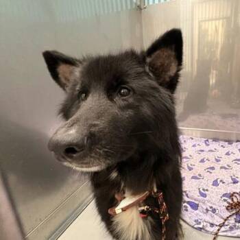 Another 50 Doors -  Mixed Breed Dog for Adoption in Davenport, Iowa - Another 50 Doors | PetCurious