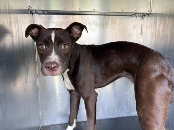 THIN MINT -  Patterdale Terrier Fell Terrier and Mixed Breed Dog for Adoption in Grand Prairie, Texas - THIN MINT | PetCurious