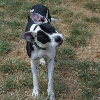 Aurora Shea -  Boxer and Pit Bull Terrier Dog for Adoption in Duck River, Tennessee - Aurora Shea | PetCurious