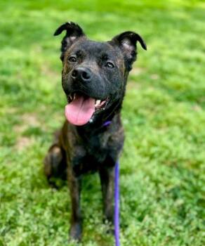 Mixed Breed Dogs Available for Adoption in Charlotte, North Carolina - MARIO | PetCurious
