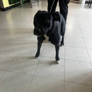 Lucky Penny -  Mixed Breed Dog Available for Adoption in Davenport, Iowa - Lucky Penny | PetCurious