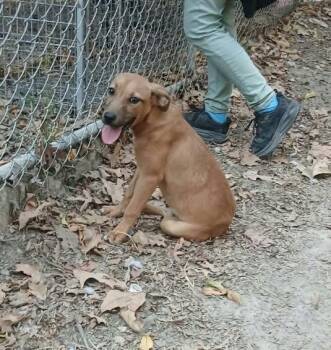 Cheeseburger -  Black Labrador Retriever Dog for Adoption in Bauxite, Arkansas - Cheeseburger | PetCurious