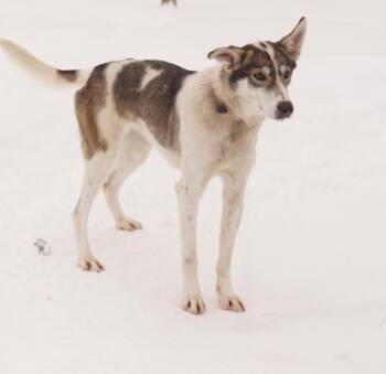 Husky Dogs Available for Adoption in Jefferson, New Hampshire - Carroll | PetCurious