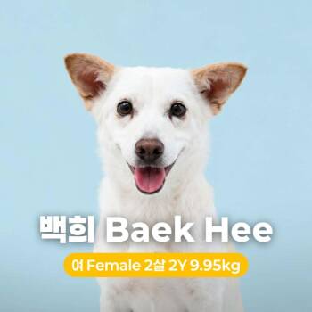 Baek Hee -  Jindo Dog for Adoption in Northbrook, Illinois - Baek Hee | PetCurious