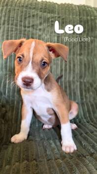 Leo -  German Shepherd Dog Dog for Adoption in Greensboro, North Carolina - Leo | PetCurious