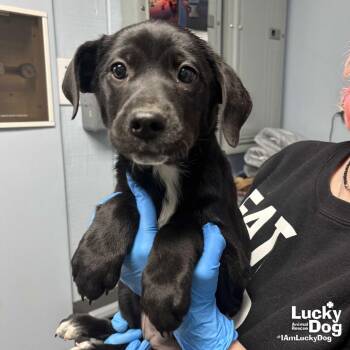 Shepherd and Labrador Retriever Dogs Available for Adoption - Alicia | PetCurious