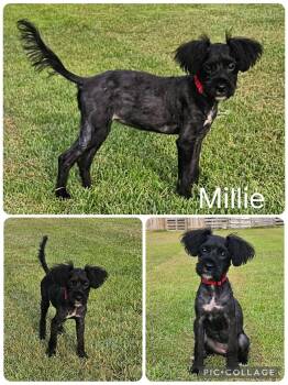Millie -  Poodle Dog for Adoption in Enterprise, Alabama - Millie | PetCurious
