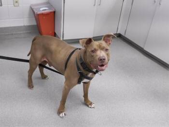 Boxer and Mixed Breed Dogs Available for Adoption in Omaha, Nebraska - HERCULES | PetCurious