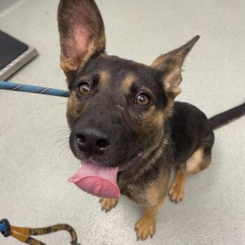 German Shepherd Dog and Mixed Breed Dogs Available for Adoption in Abilene, Texas - Pedro | PetCurious
