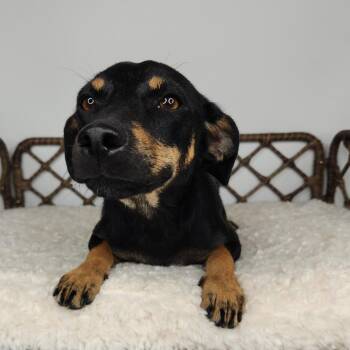 Monarch -  Jack Russell Terrier and Miniature Pinscher Dog for Adoption in Fort Wayne, Indiana - Monarch | PetCurious