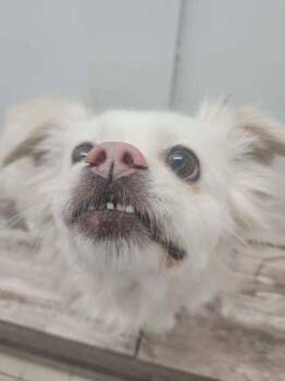 Pomeranian and Mixed Breed Dogs Available for Adoption - Auggie | PetCurious