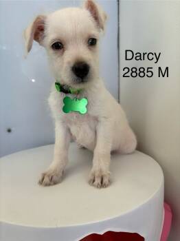Rescue Terrier Dogs for Adoption in Los Angeles, California - DARCY #2885 | PetCurious