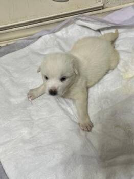 Great Pyrenees and Mixed Breed Dogs Available for Adoption in Fort Worth, Texas - Devonnaire Snow | PetCurious