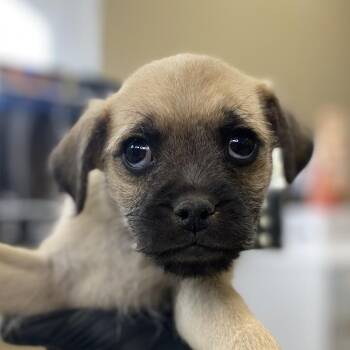 Pug and Terrier Dogs Available for Adoption - Tusk | PetCurious