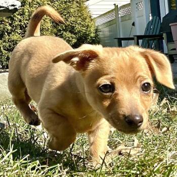 Chihuahua and Dachshund Dogs Available for Adoption - Churro - Sweet Treats Litter | PetCurious