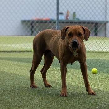 Redbone Coonhound and Labrador Retriever Dogs Available for Adoption in Lakeland, Florida - Ginger | PetCurious