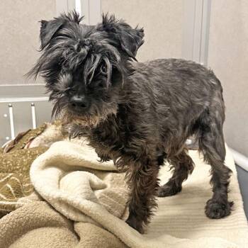 Mixed Breed Dogs Available for Adoption in Hailey, Idaho - Walter | PetCurious