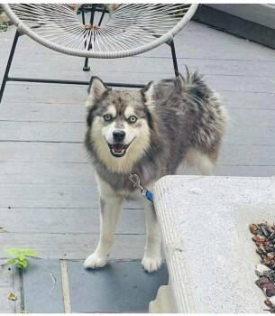 Pomsky Dogs Available for Adoption in Vandergrift, Pennsylvania - BLUE Tinycauseadopt@gmail.com  | PetCurious