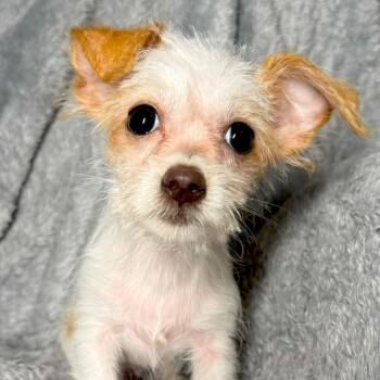 Sara -  Dachshund and Cavapoo Dog for Adoption in Tylertown, Mississippi - Sara | PetCurious